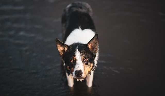 The Venezuelan-Guyanese Border Crisis—The Essequibo Controversy – Inter-American Dialogue