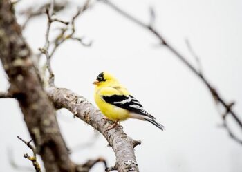 Annals of American Imperialism: The U.S. Invasion of Grenada – Left Voice