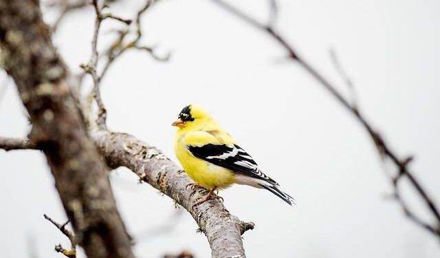 Annals of American Imperialism: The U.S. Invasion of Grenada – Left Voice