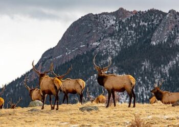 Colorado Rapids acquire Ted Ku-DiPietro from DC United – MLSsoccer.com