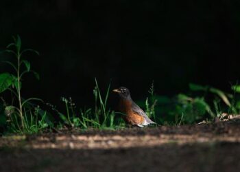 CAF announces the first edition of the Latin American and Caribbean Economic Forum 2025 in Panama – CAF -banco de desarrollo de América Latina