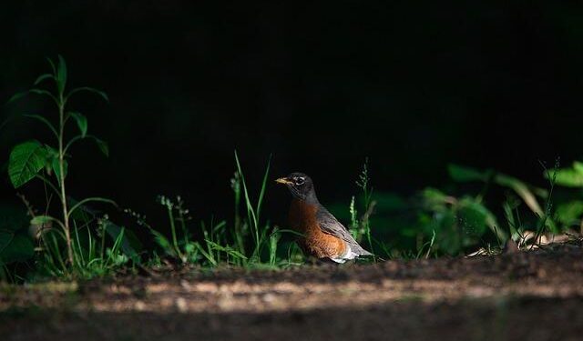 CAF announces the first edition of the Latin American and Caribbean Economic Forum 2025 in Panama – CAF -banco de desarrollo de América Latina