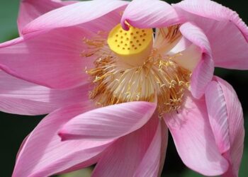 Suriname and Guyana – Share the Oil Wealth, Please – Global Americans