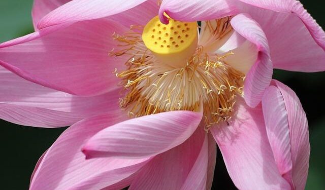 Suriname and Guyana – Share the Oil Wealth, Please – Global Americans