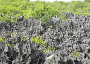 Harneys Enjoys Latin America Business Boom in the Cayman Islands – Law.com International