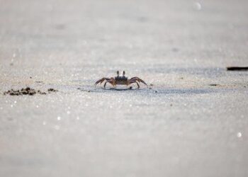 Canadian crab, lobster industry officials look for answers in Boston – CBC.ca