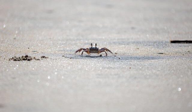 Canadian crab, lobster industry officials look for answers in Boston – CBC.ca