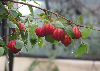 Suriname pings on SLB’s upstream radar – BNamericas English