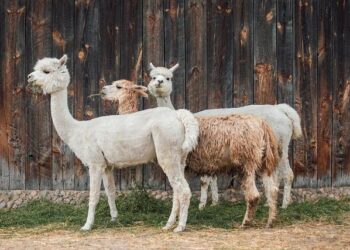 Kyndryl Peru recognized as the winner of 2024 Microsoft Americas Partner of the Year – Kyndryl