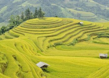 Vietnam’s top leader Lam to visit US, Cuba next week – Reuters