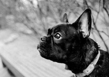 French and US companies to invest $10 billion to extract oil off Suriname’s coast – The Associated Press