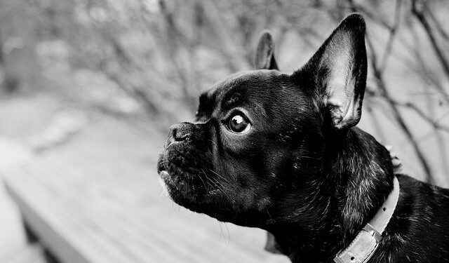 French and US companies to invest $10 billion to extract oil off Suriname’s coast – The Associated Press