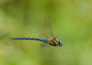 Slowing America’s migrant and drug crises starts with helping Guatemala – The Hill