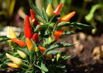 St Kitts and Nevis’ sweet pepper and lettuce farmers work to increase productivity and yields – Food and Agriculture Organization of the United Nations