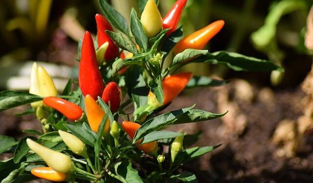 St Kitts and Nevis’ sweet pepper and lettuce farmers work to increase productivity and yields – Food and Agriculture Organization of the United Nations