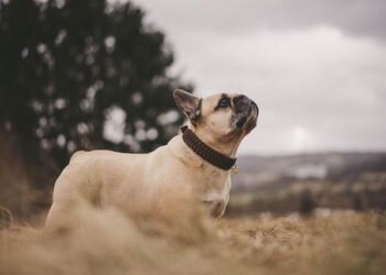 Figure 9. Age pyramid of French Guiana. Figure legend. The y axis… – ResearchGate