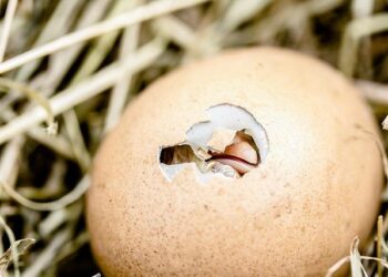 Egg prices rise in Alabama, United States – The Crimson White