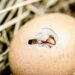 Egg prices rise in Alabama, United States – The Crimson White