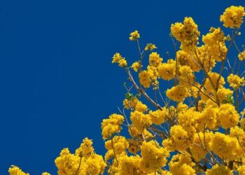 Costa Rica To Become A Stopover For US Deportees; Second Latin American Country To Be Used As Deportation Stopover – NewsX