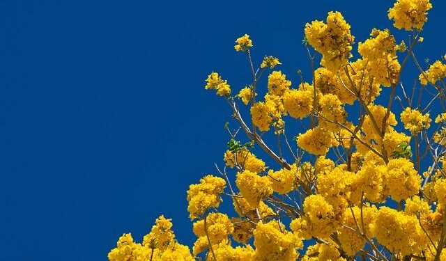 Costa Rica To Become A Stopover For US Deportees; Second Latin American Country To Be Used As Deportation Stopover – NewsX