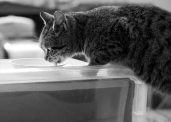 Yeah Yeah Yeahs Announce 2025 Tour Dates – Consequence