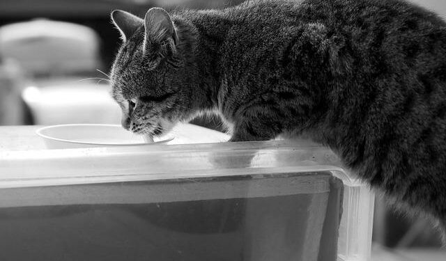 Yeah Yeah Yeahs Announce 2025 Tour Dates – Consequence