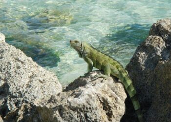 JetBlue lands in Guadeloupe with first flight to the French Caribbean island – Aviation24.be