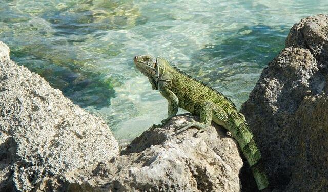 JetBlue lands in Guadeloupe with first flight to the French Caribbean island – Aviation24.be
