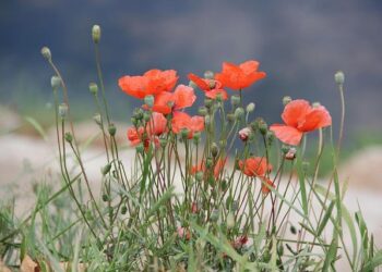 Skylar Mack: Teen sentenced to prison in Cayman Islands after breaking quarantine rules is back in U.S. – ABC7 Los Angeles