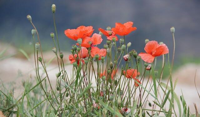 Skylar Mack: Teen sentenced to prison in Cayman Islands after breaking quarantine rules is back in U.S. – ABC7 Los Angeles