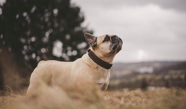 French overseas territories of French Guyana on the northern Atlantic… – ResearchGate