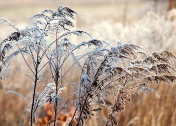 USMNT Closes 2025 January Camp with 3-0 Win against Costa Rica – U.S. Soccer