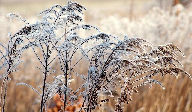 USMNT Closes 2025 January Camp with 3-0 Win against Costa Rica – U.S. Soccer