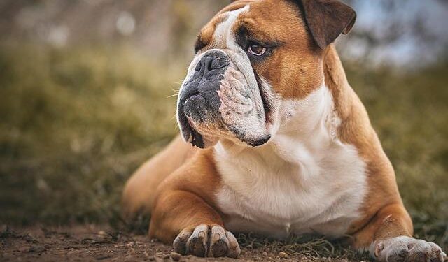 Dawgs are Dancin’! Bryant wins America East Championship – Bryant University Bulldogs