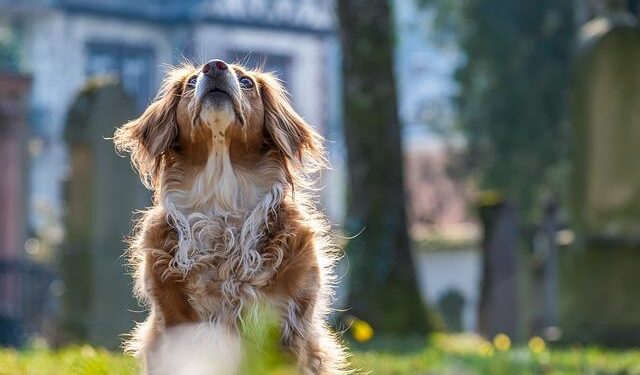 New US rules for dogs could be ‘catastrophic’ for Cayman – Cayman Compass