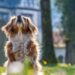 New US rules for dogs could be ‘catastrophic’ for Cayman – Cayman Compass