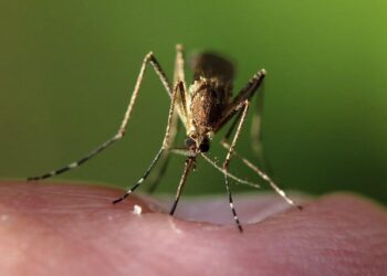 Locally Acquired (Autochthonous) Mosquito-Transmitted … – CDC