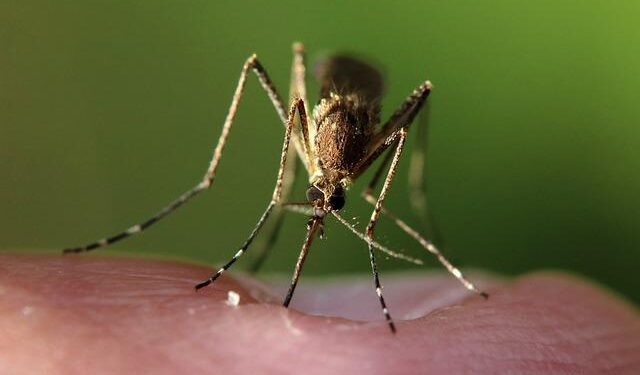 Locally Acquired (Autochthonous) Mosquito-Transmitted … – CDC