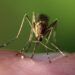 Locally Acquired (Autochthonous) Mosquito-Transmitted … – CDC