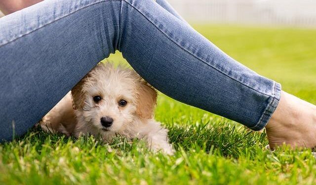 Jean Marcel Nicholas (a.k.a. Johnny Nicholas, 1918-1945) – Blackpast