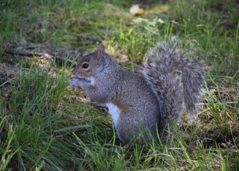 Central America: Tropical Storm Sara – Flash Update No. 1 (as of 15 November 2024) – ReliefWeb