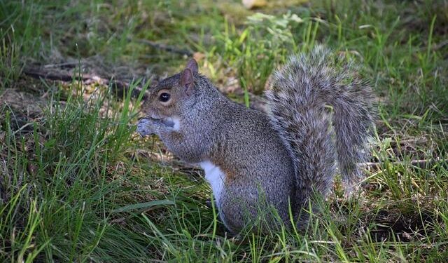Central America: Tropical Storm Sara – Flash Update No. 1 (as of 15 November 2024) – ReliefWeb