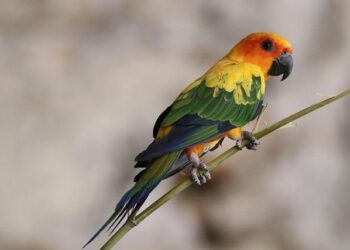 Igniting Guyana’s Long-Awaited Constitutional Reform – Americas Quarterly