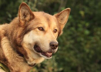 Missing Alaska Bering Air plane found with three confirmed dead – BBC.com