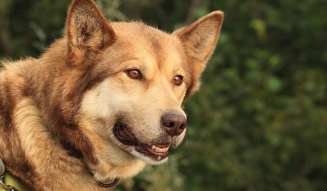 Missing Alaska Bering Air plane found with three confirmed dead – BBC.com