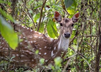Musk, Zuckerberg and Trump have their eyes on Brazil – openDemocracy