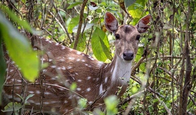 Musk, Zuckerberg and Trump have their eyes on Brazil – openDemocracy