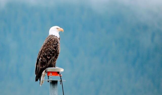 President Trump Announces “Joint Venture” on Alaska LNG Project with Japan – Senator Dan Sullivan