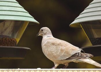 A new strain of bird flu found in California: We show status in maps. – USA TODAY