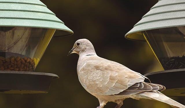 A new strain of bird flu found in California: We show status in maps. – USA TODAY